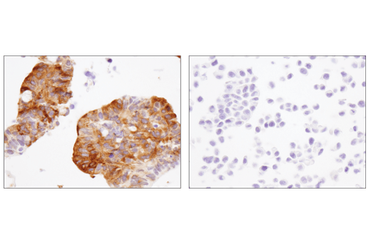 undefined Image 29: Host Cell Viral Restriction Factor Antibody Sampler Kit