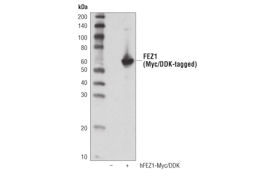 Western Blotting Image 2: FEZ1 (D9R8Q) Rabbit mAb