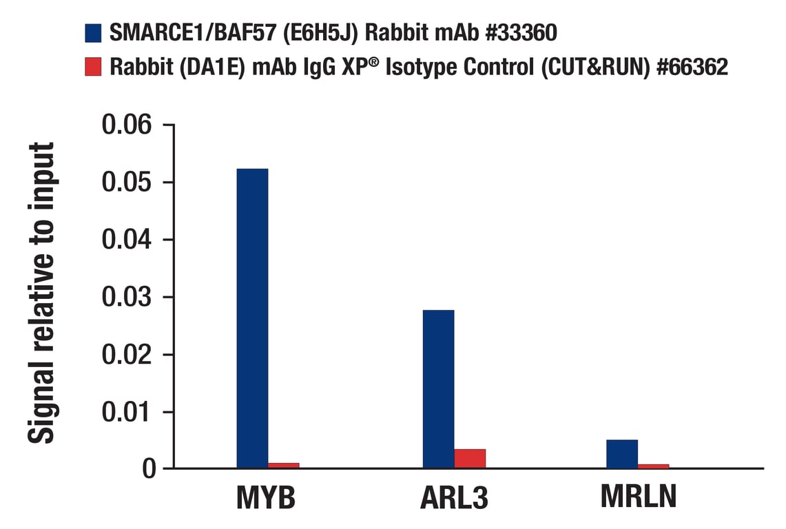 undefined Image 35: BAF Complex Antibody Sampler Kit II