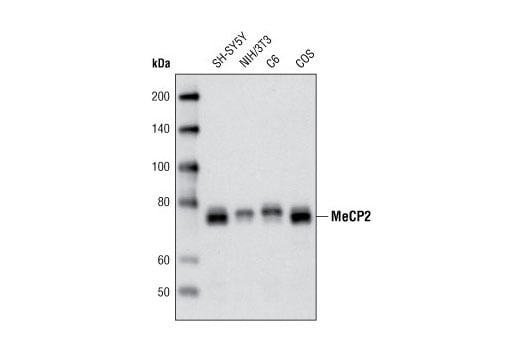 Western Blotting Image 1: MeCP2 (D4F3) XP<sup>®</sup> Rabbit mAb (BSA and Azide Free)