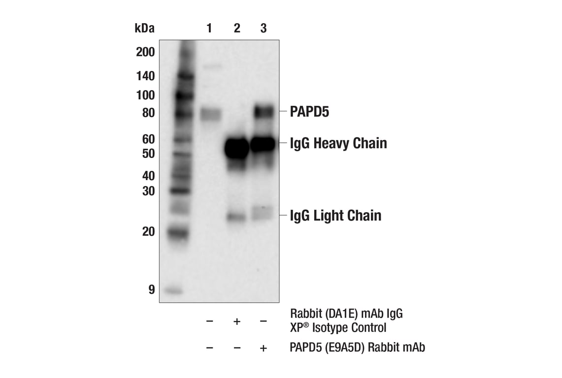 Immunoprecipitation Image 1: PAPD5 (E9A5D) Rabbit mAb