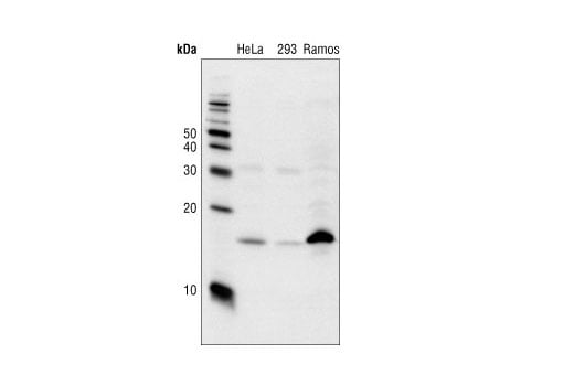 Western Blotting Image 1: p18 INK4C (DCS118) Mouse mAb
