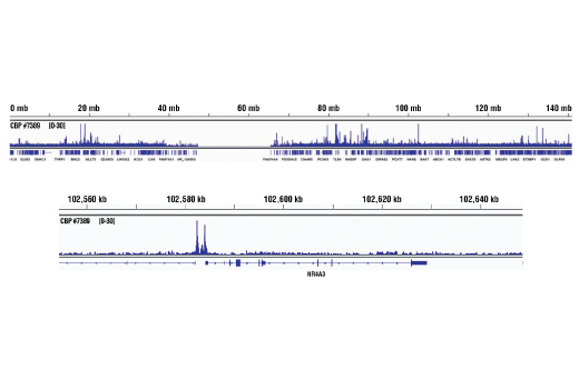 Chromatin Immunoprecipitation Image 2: CBP (D6C5) Rabbit mAb