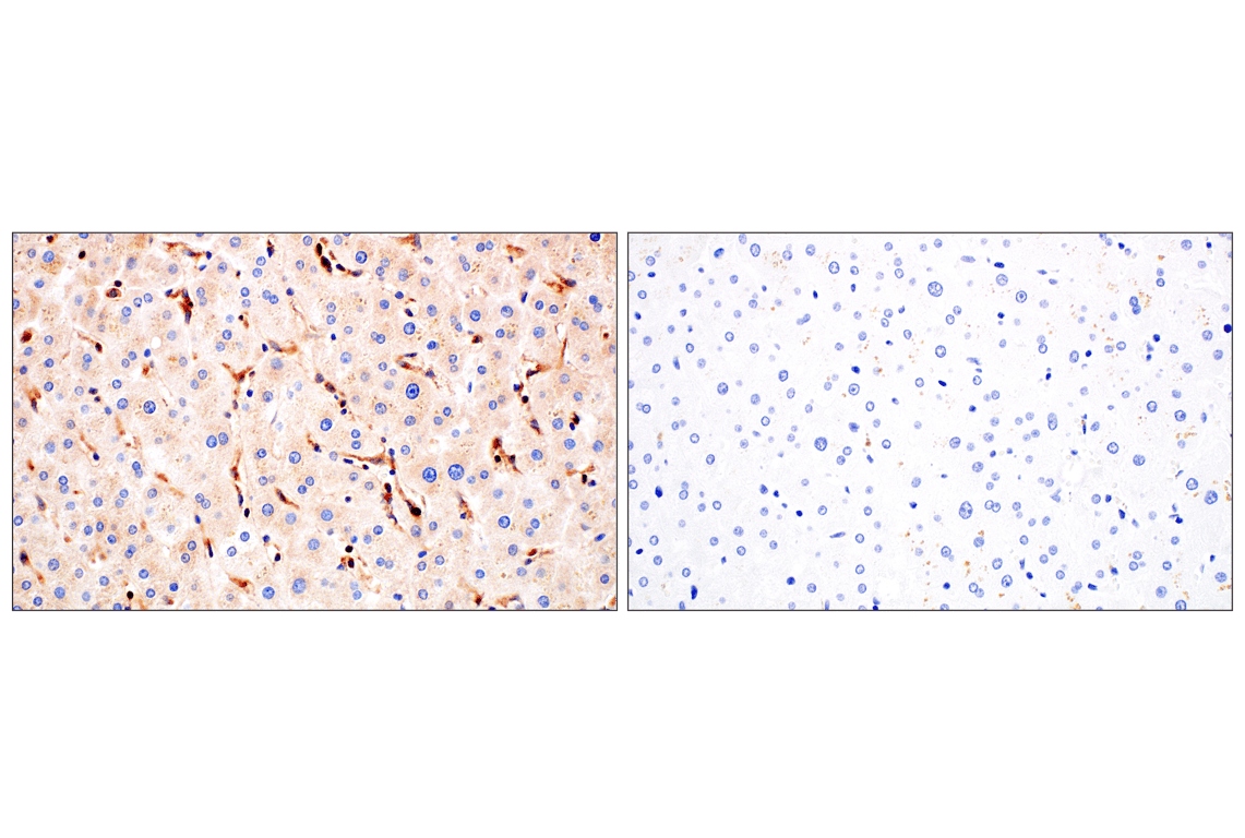 undefined Image 23: Rho-GTPase Antibody Sampler Kit