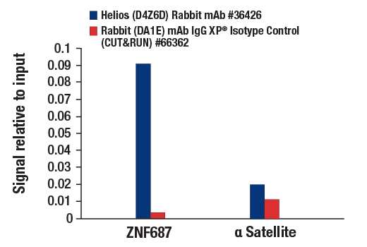 CUT & RUN Image 3: Helios (D4Z6D) Rabbit mAb