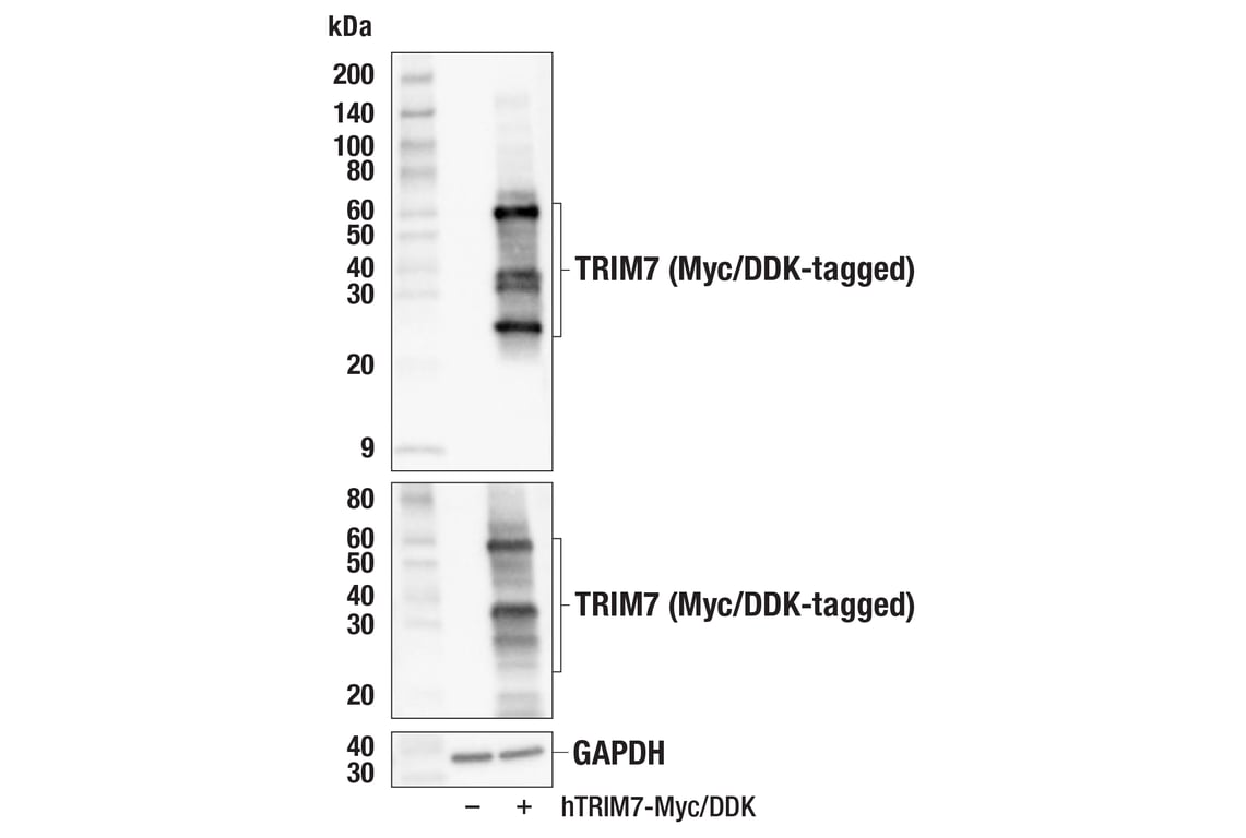 Western Blotting Image 1: TRIM7 (E3P2Q) Rabbit mAb