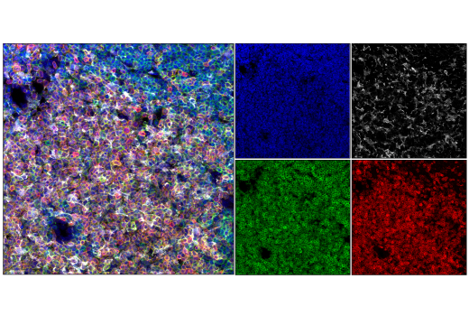 Immunofluorescence Image 2: CD3 (17A2) Rat mAb (redFluor<sup>™</sup> 710 Conjugate)