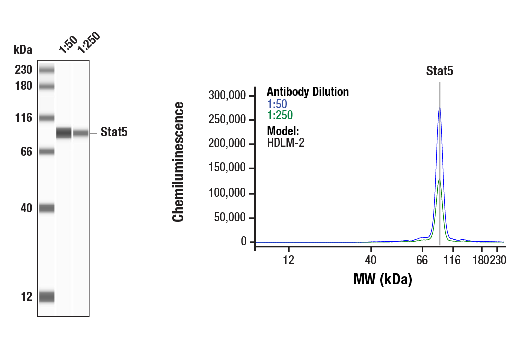 undefined Image 39: Stat3/Stat5 Signaling Antibody Sampler Kit