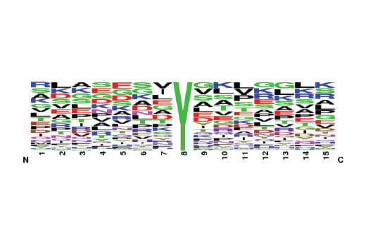 PTMScan Image 2: PTMScan<sup>®</sup> Phospho-Tyrosine Rabbit mAb (P-Tyr-1000) Kit