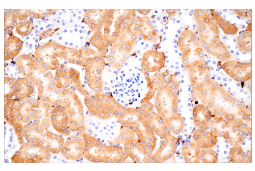 Immunohistochemistry Image 17: p22phox (E7Y1F) XP<sup>®</sup> Rabbit mAb