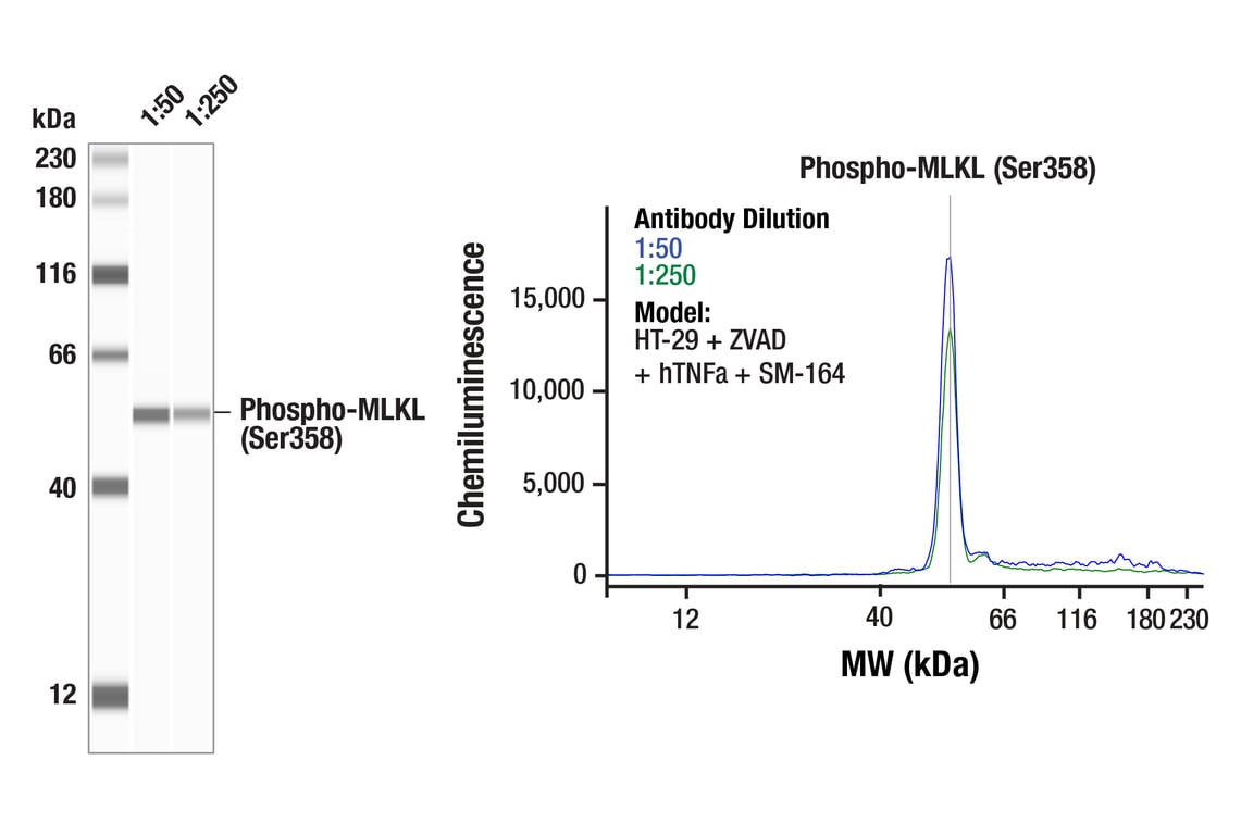 undefined Image 12: Apoptosis/Necroptosis Antibody Sampler Kit II