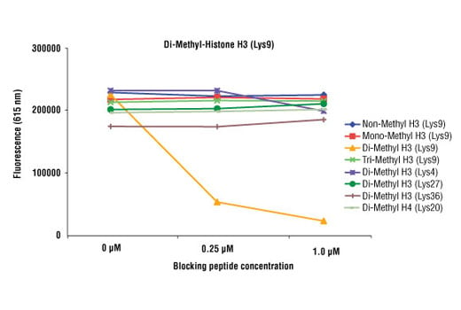 undefined Image 1: Di-Methyl-Histone H3 (Lys9) (D85B4) XP<sup>®</sup> Rabbit mAb (BSA and Azide Free)