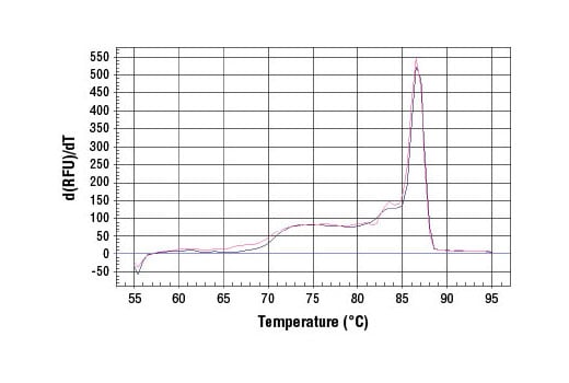 Chromatin Immunoprecipitation Image 1: SimpleChIP<sup>®</sup> Rat GAPDH Promoter Primers