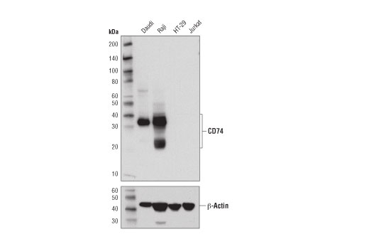 Western Blotting Image 1: CD74 (D5N3I) XP<sup>®</sup> Rabbit mAb (BSA and Azide Free)