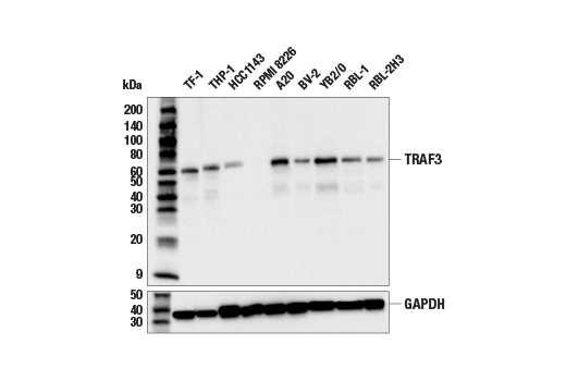 Western Blotting Image 1: TRAF3 (E8H3B) Rabbit mAb