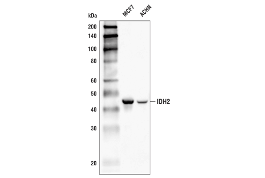 Western Blotting Image 1: IDH2 (D8E3B) Rabbit mAb (BSA and Azide Free)