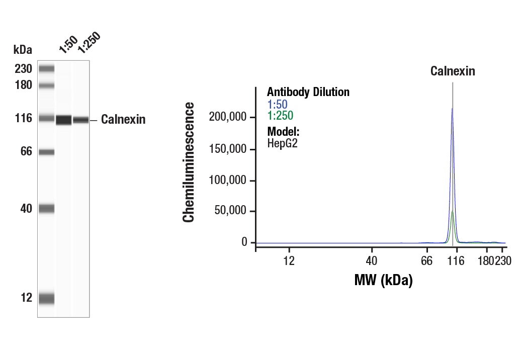 undefined Image 25: MHC Class I Antigen Processing and Presentation Antibody Sampler Kit