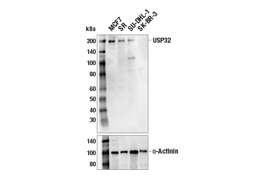 Western Blotting Image 2: USP32 (E8N8G) Rabbit mAb