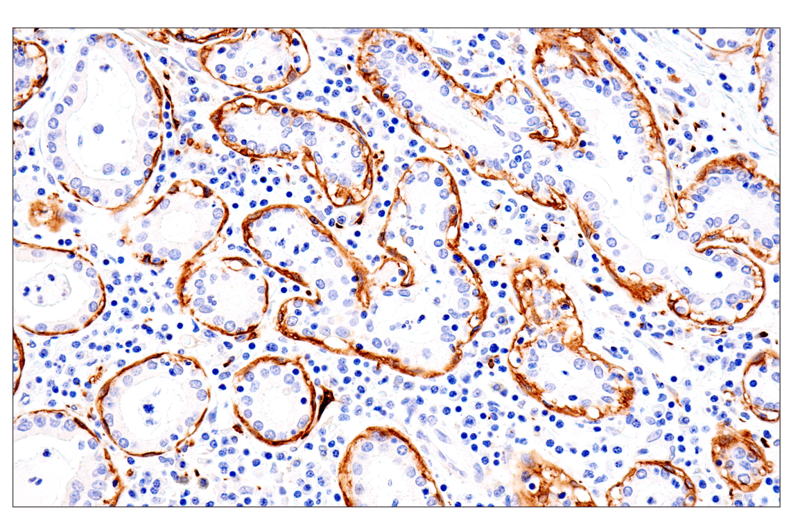 Immunohistochemistry Image 4: p75NTR (E7I3M) Rabbit mAb