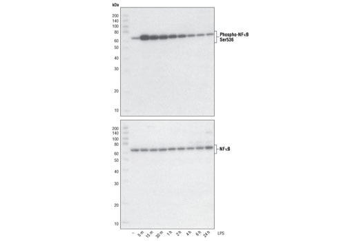 undefined Image 3: PhosphoPlus<sup>®</sup> NF-κB p65/RelA (Ser536) Antibody Duet