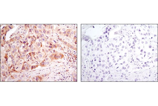Immunohistochemistry Image 1: Bax (D2E11) Rabbit mAb (BSA and Azide Free)