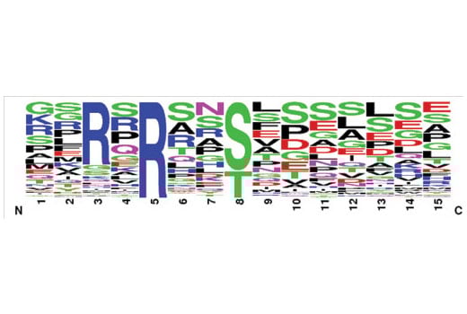 PTMScan Image 1: PTMScan<sup>®</sup> Phospho-Akt Substrate Motif mAb 2 (RXRXXS*/T*) Kit