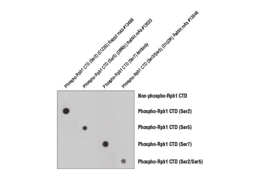 undefined Image 1: Phospho-Rpb1 CTD (Ser5) (D9N5I) Rabbit mAb