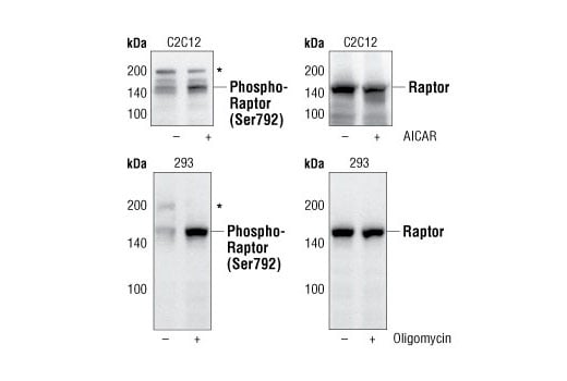 mTOR Regulation Antibody Sampler Kit: Image 1