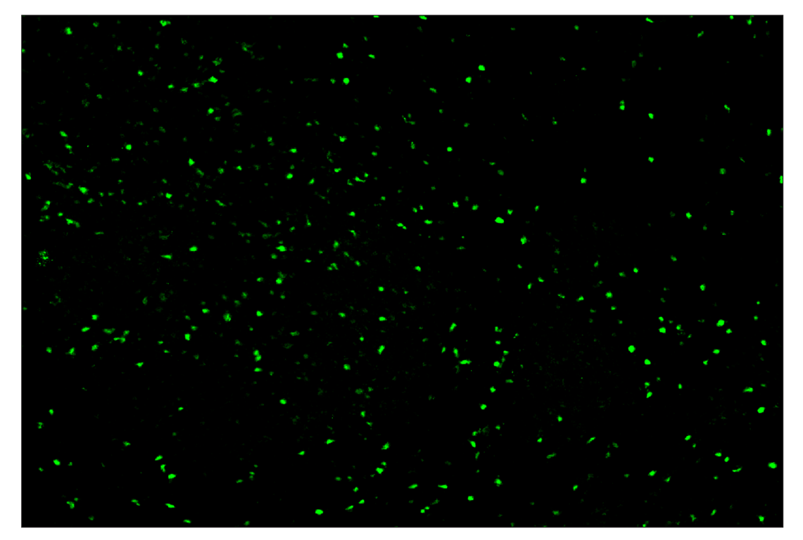 Immunohistochemistry Image 1: T-bet/TBX21 (E4I2K) & CO-0077-488 SignalStar<sup>™</sup> Oligo-Antibody Pair