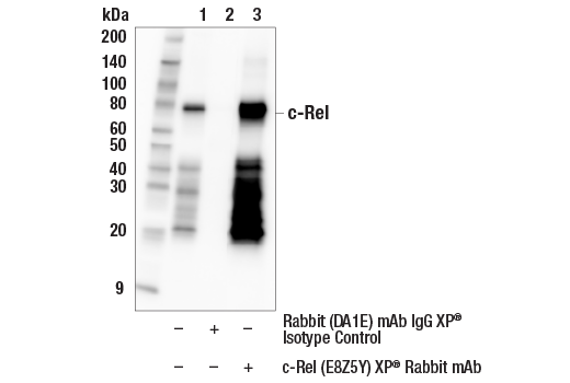 Immunoprecipitation Image 1: c-Rel (E8Z5Y) XP<sup>®</sup> Rabbit mAb