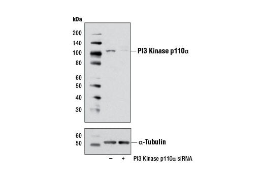 undefined Image 1: SignalSilence<sup>®</sup> PI3 Kinase p110α siRNA I