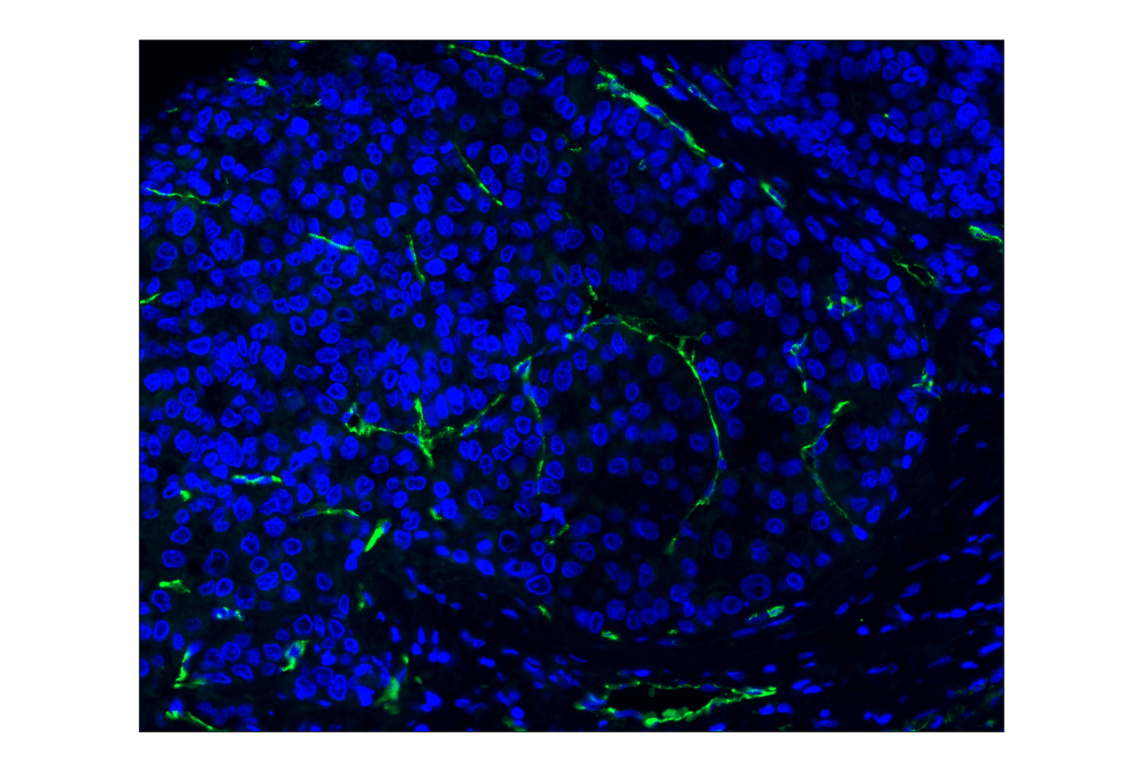 Immunohistochemistry Image 1: CD31 (PECAM-1) (89C2) Mouse mAb (Alexa Fluor® 488 Conjugate)