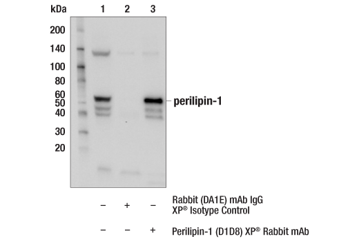 Immunoprecipitation Image 1: Perilipin-1 (D1D8) XP<sup>®</sup> Rabbit mAb