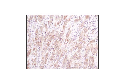 Immunohistochemistry Image 2: Acetyl-CoA Carboxylase (C83B10) Rabbit mAb (BSA and Azide Free)