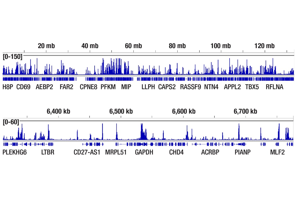 CUT & Tag Image 2: Acetyl-Histone H3 (Lys9) (C5B11) Rabbit mAb