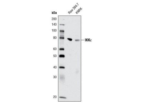 Western Blotting Image 1: IKKε (D61F9) XP<sup>®</sup> Rabbit mAb (BSA and Azide Free)