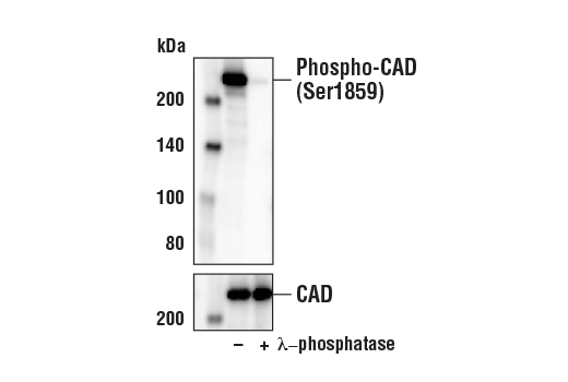 Western Blotting Image 1: Phospho-CAD (Ser1859) (D5O6C) Rabbit mAb