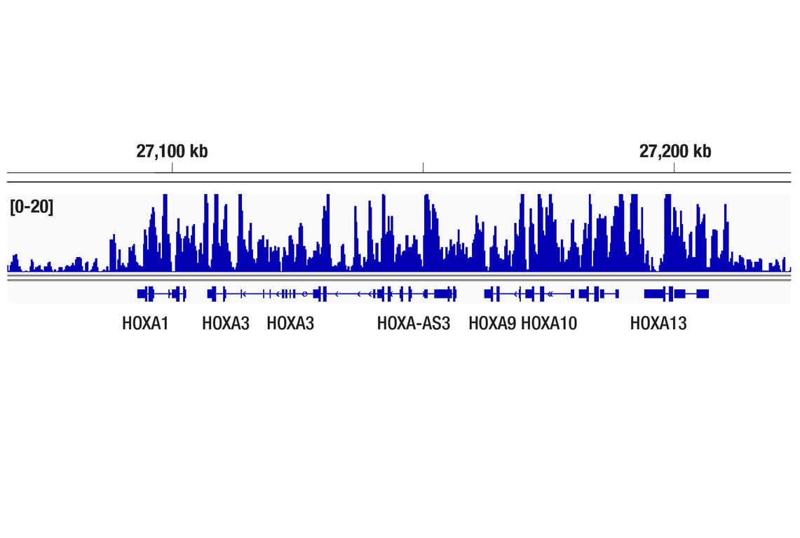 CUT & Tag Image 1: Tri-Methyl-Histone H3 (Lys27) (C36B11) Rabbit mAb