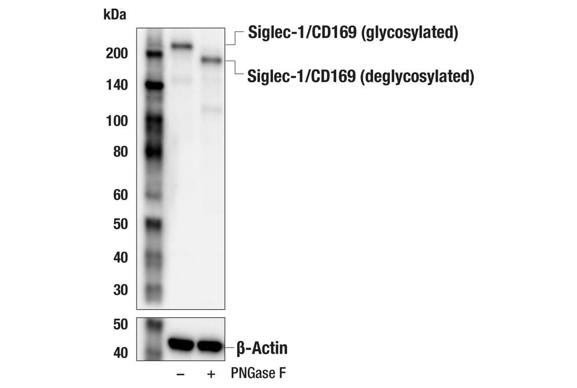 Western Blotting Image 1: Siglec-1/CD169 (E1D7G) Rabbit mAb