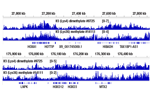 CUT & RUN Image 2: Mono-Methyl-Histone H3 (Lys36) (D9J1D) Rabbit mAb
