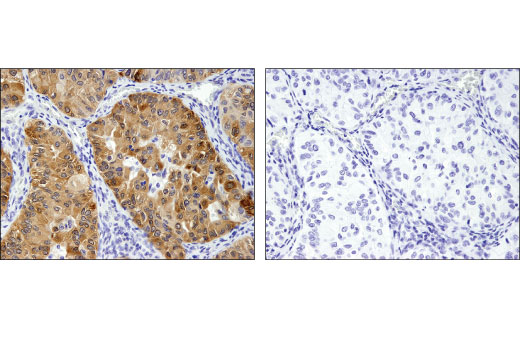 Immunohistochemistry Image 4: ARC (D7Q3G) Rabbit mAb