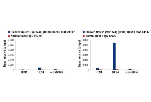 Chromatin Immunoprecipitation Image 1: Cleaved Notch1 (Val1744) (D3B8) Rabbit mAb