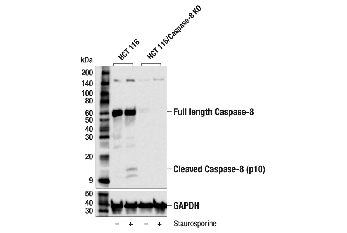 Western Blotting Image 1: Caspase-8 (F5K9P) Rabbit mAb (BSA and Azide Free)