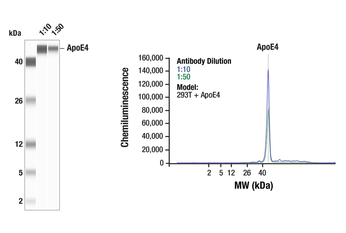 undefined Image 7: Late-Onset Alzheimer's Disease Risk Gene Antibody Sampler Kit