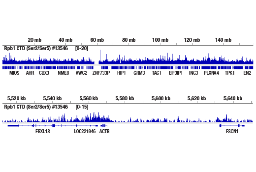 CUT & RUN Image 2: Phospho-Rpb1 CTD (Ser2/Ser5) (D1G3K) Rabbit mAb