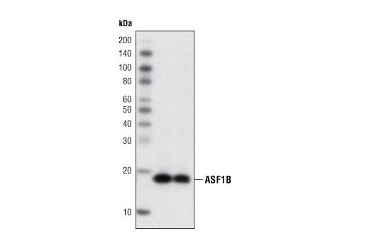 Western Blotting Image 1: ASF1B (C70E2) Rabbit mAb