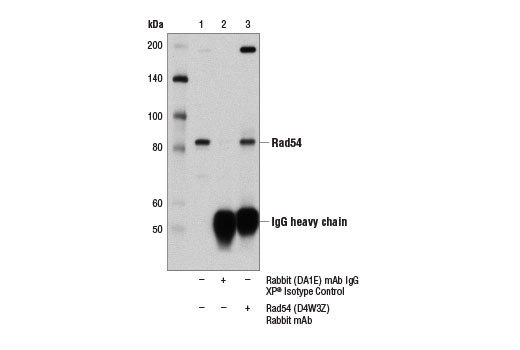 undefined Image 14: Homologous Recombination (HR) DNA Repair Antibody Sampler Kit