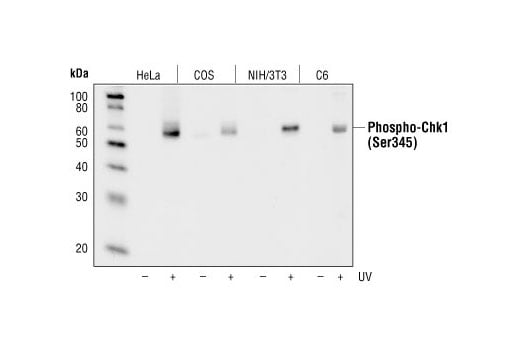 Western Blotting Image 1: Phospho-Chk1 (Ser345) (133D3) Rabbit mAb (BSA and Azide Free)