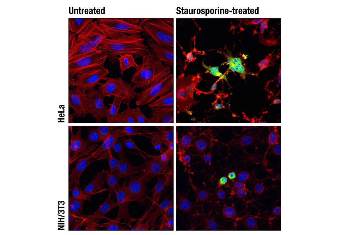 Immunofluorescence Image 1: Cleaved Caspase-3 (Asp175) (D3E9) Rabbit mAb