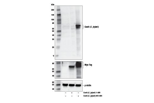 Western Blotting Image 1: Cas9 (<i>C. jejuni</i>) Antibody